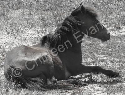 Animals - Wild Horse Of Shackelford - Digital