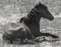 Wild Horse Of Shackelford - Digital Photography - By Chirleen Evans, Nature Photography Artist