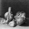 Garlic - Ink On Paper Drawings - By Yury Kushevsky, Classical Realizm Drawing Artist