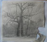 Drawing - Autumn - Graphite And Tempera On Paper