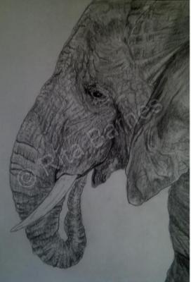 Graphite Wildlife - Hugo - Graphite