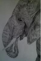 Graphite Wildlife - Hugo - Graphite