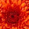 Flower Detail - Digital Photo Photography - By Ariel Winter, Color Photo Photography Artist