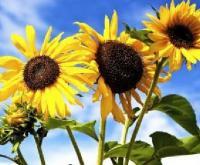 Photography - Sunflowers - Digital Photo