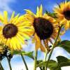 Sunflowers - Digital Photo Photography - By Ariel Winter, Color Photo Photography Artist