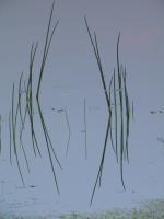 Water Grass - Digital Photography - By Virginia -, Digital Photography Artist