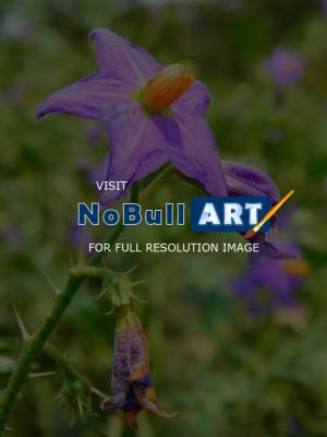 My Photos - Wild Flower - Digital