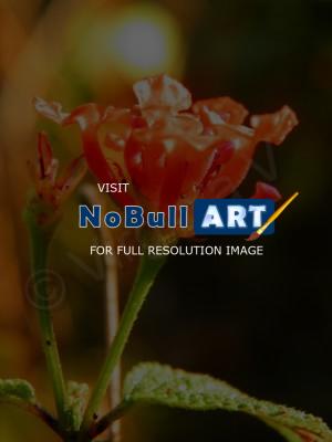 My Photos - Jungle Flower - Digital