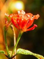 My Photos - Jungle Flower - Digital