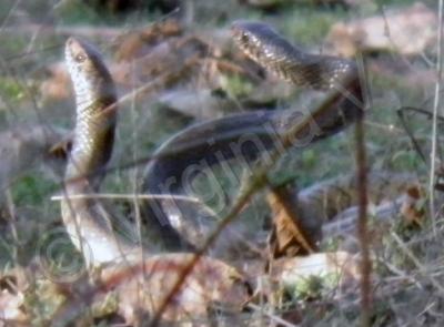 My Photos - Snakes Mating Time - Digital