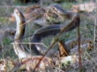 My Photos - Snakes Mating Time - Digital