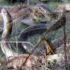 Snakes Mating Time - Digital Photography - By Virginia -, Digital Photography Artist