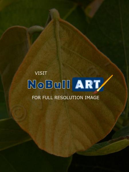 My Photos - Leaf - Digital