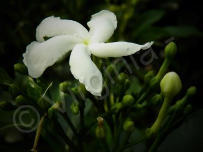 My Photos - Jasmine Flowes - Effect Foro Stenopeico