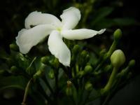 Jasmine Flowes - Effect Foro Stenopeico Photography - By Virginia -, Digital Photography Artist