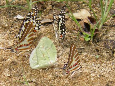 My Photos - Butterfly Mating Time 2 - Digital