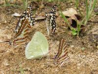 Butterfly Mating Time 2 - Digital Photography - By Virginia -, Digital Photography Artist