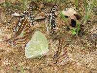 My Photos - Butterfly Mating Time 2 - Digital