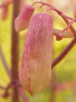 Pink Bud - Digital Photography - By Virginia -, Digital Photography Artist