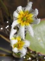 My Photos - Lake Flower - Digital