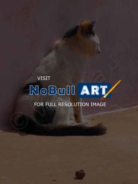 My Photos - Goan Cat - Digital