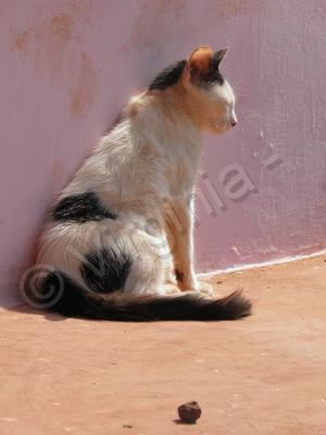 My Photos - Goan Cat - Digital