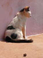 My Photos - Goan Cat - Digital