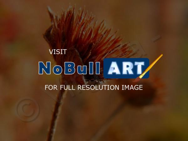 My Photos - Fires Flower - Effect Pop Art
