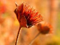 Fires Flower - Effect Pop Art Photography - By Virginia -, Digital Photography Artist