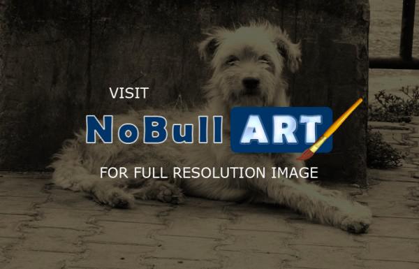 My Photos - Nepali Dog - Black And White