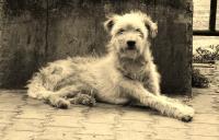 Nepali Dog - Black And White Photography - By Virginia -, Digital Photography Artist