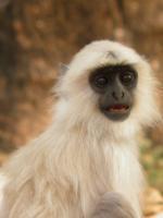 Young Langur - Digital Photography - By Virginia -, Digital Photography Artist
