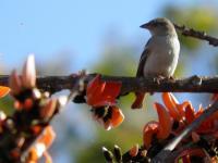 Sparrow - Digital Photography - By Virginia -, Digital Photography Artist