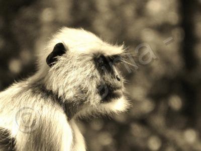 My Photos - Langur Bw - Black And White