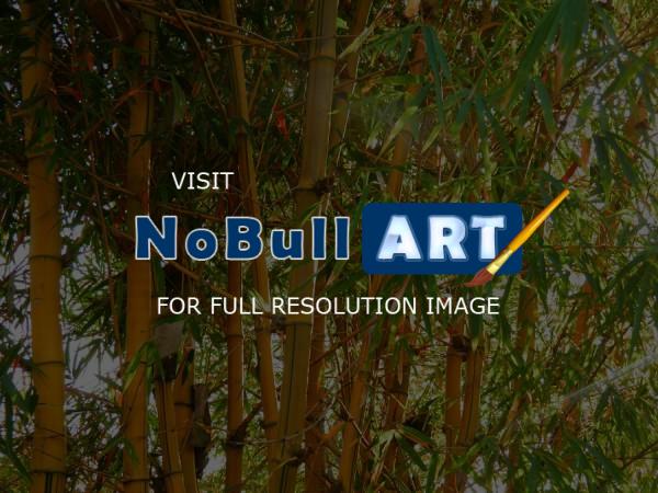 My Photos - Bambu - Effect Pop Art