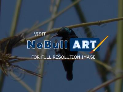 My Photos - Little Blue Bird - Digital