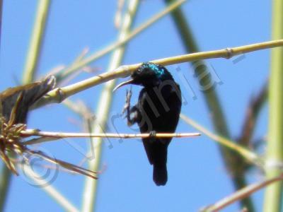 My Photos - Little Blue Bird - Digital