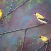 Goldfinch - Acrylics Paintings - By Joe Labianca, Impressionism Painting Artist