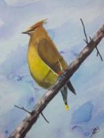 Landscapes - Waxwing - Acrylics