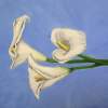 Purity - Oil Painting Paintings - By Elsa Bucio, Oil Painting Painting Artist