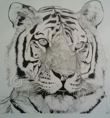 Wild Animals - The Tiger Dream Warden - Ink And Graphite