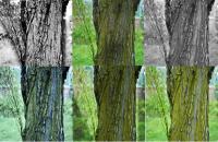 Misc - Tree - Photography
