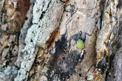 Photography - Turtle Buggy - Photography