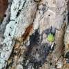 Turtle Buggy - Photography Photography - By Cassi Fields, Simple Photography Artist