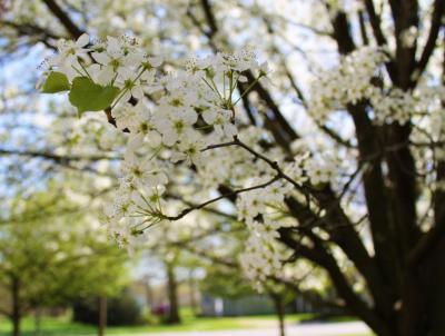 Photography - Flowers - Photography