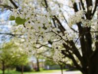 Flowers - Photography Photography - By Cassi Fields, Simple Photography Artist