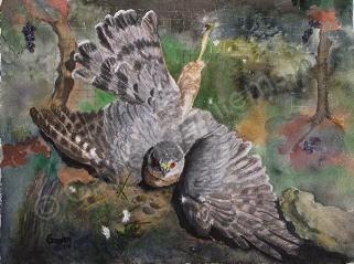 Birds - Coopers Folly - Watercolor