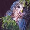 Bashful Barred - Watercolor Paintings - By Gaylen Whiteman, Impressionistic Realism Painting Artist