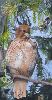 Birds - Red Tail Hawk - Watercolor