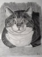 Cats - Baby Boo - Graphite Pencil